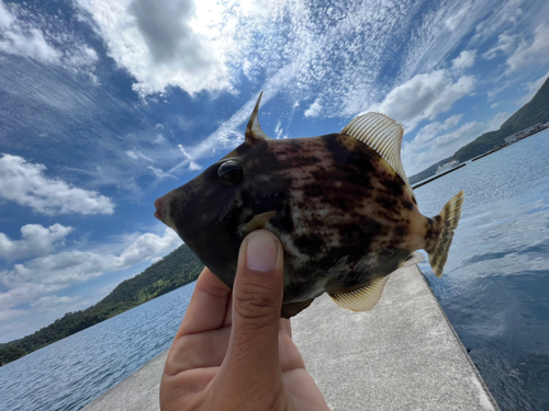 カワハギの釣果