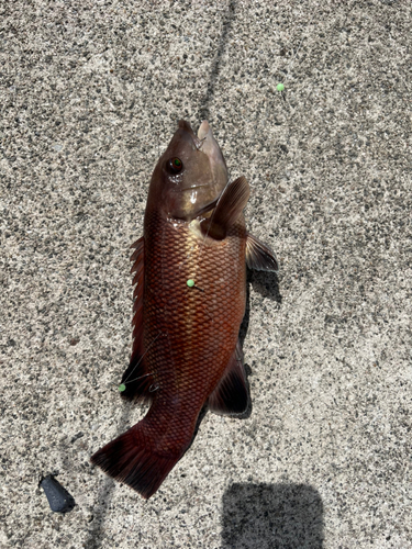 コブダイの釣果