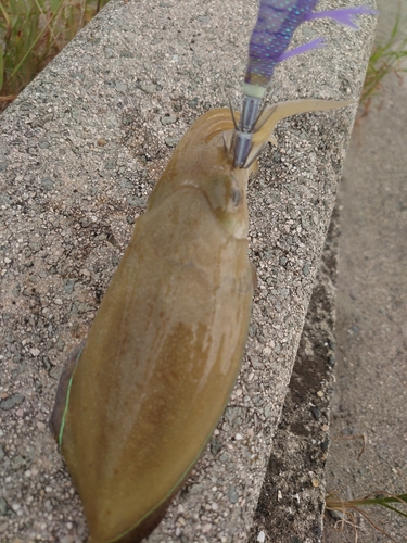 コウイカの釣果