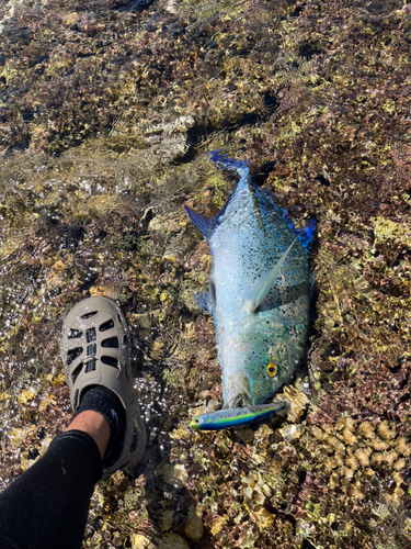 カスミアジの釣果