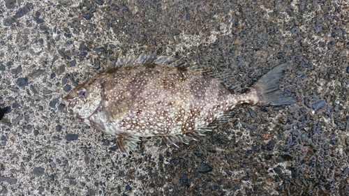 アイゴの釣果