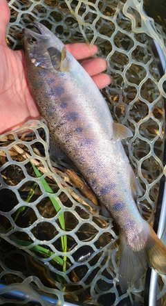ヤマメの釣果
