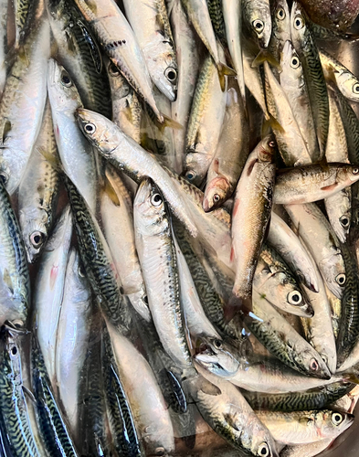 サバの釣果