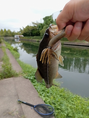 釣果