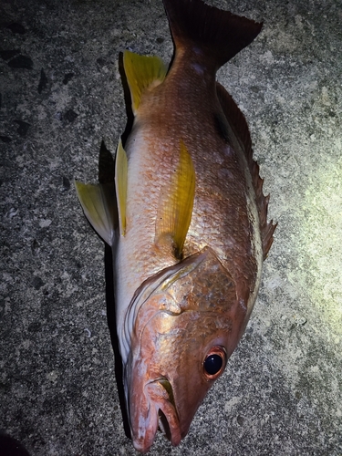 クロホシフエダイの釣果