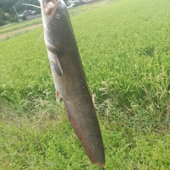 マナマズの釣果