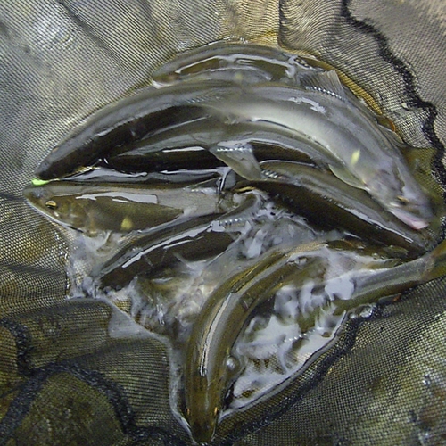 アユの釣果