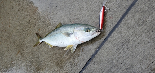 イナダの釣果