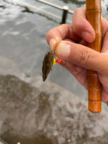 アカオビシマハゼの釣果