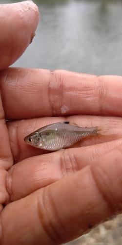 タナゴの釣果