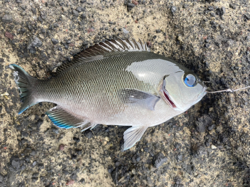 メジナの釣果