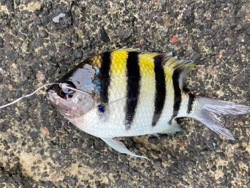 オヤビッチャの釣果