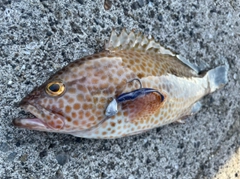 オオモンハタの釣果