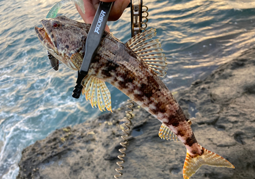 アカエソの釣果