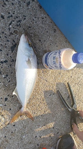 ショゴの釣果