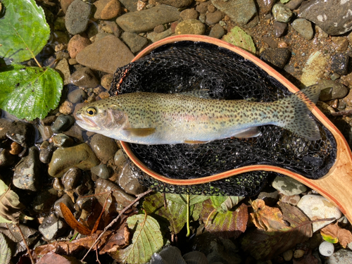 ニジマスの釣果