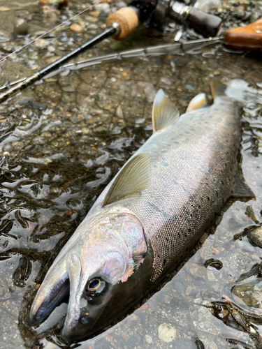 ヤマメの釣果