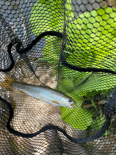 アメマスの釣果