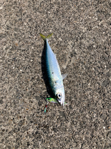 サバの釣果