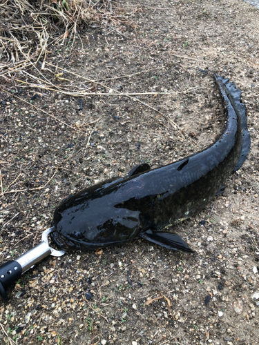 ニホンナマズの釣果