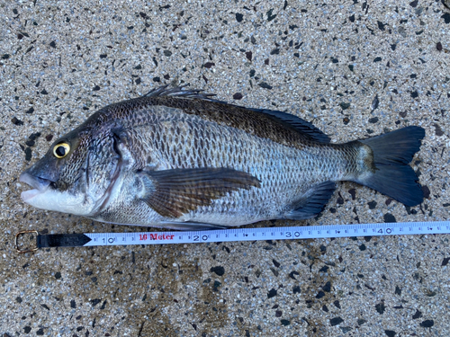 チヌの釣果