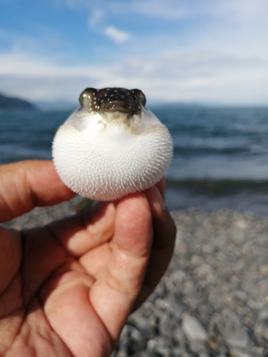 フグの釣果