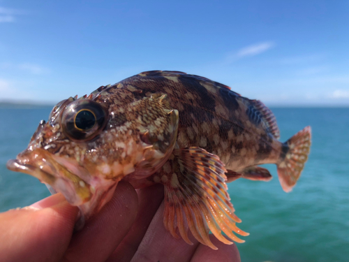 アラカブの釣果