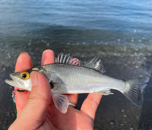 タイリクスズキの釣果