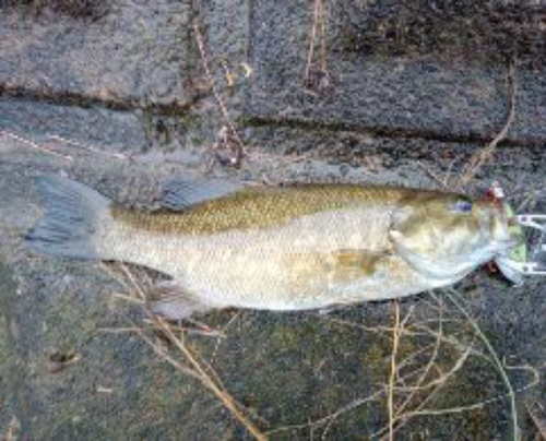 スモールマウスバスの釣果