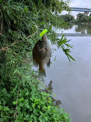 ブルーギルの釣果