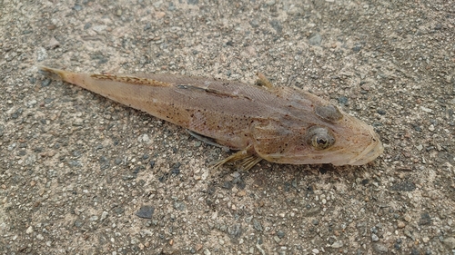 マゴチの釣果