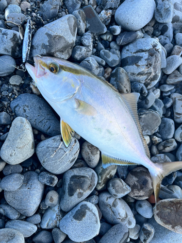 ショゴの釣果