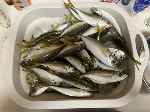 アジの釣果