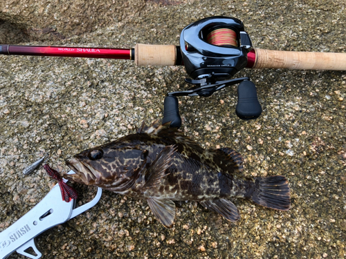 タケノコメバルの釣果