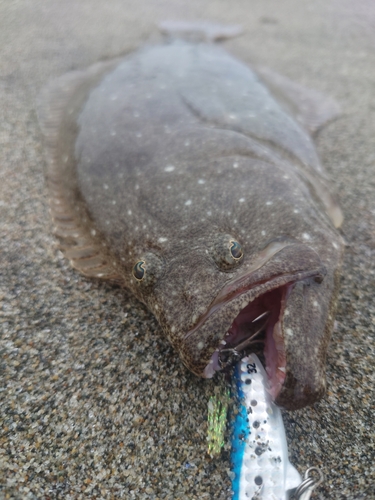 ヒラメの釣果