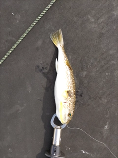 ショウサイフグの釣果