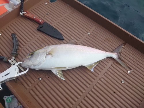 シオの釣果