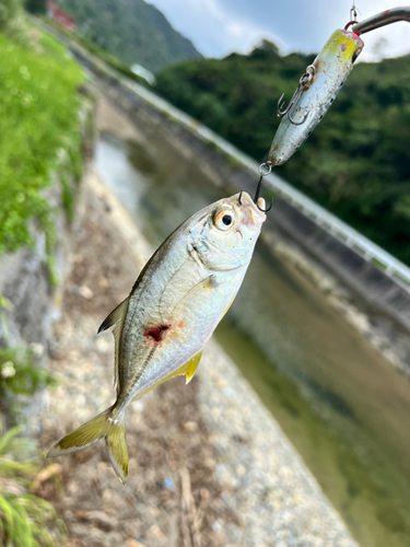 メッキの釣果