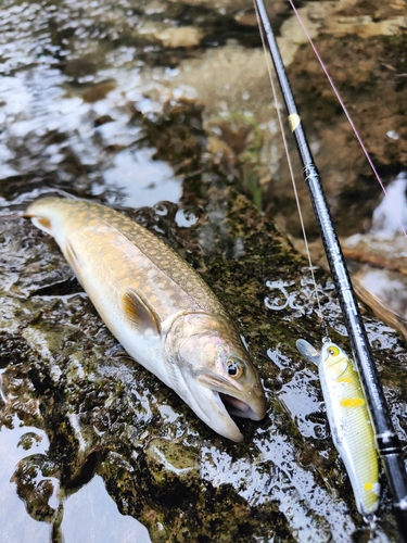 イワナの釣果