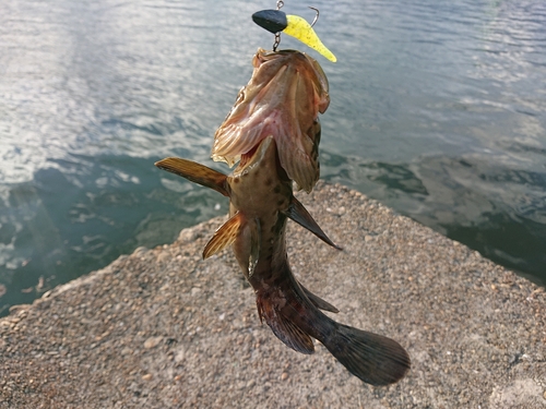 チャイロマルハタの釣果