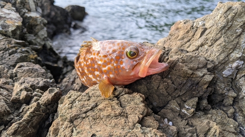 キジハタの釣果