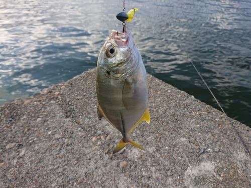 ギンガメアジの釣果