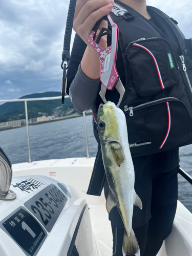 クロサバフグの釣果