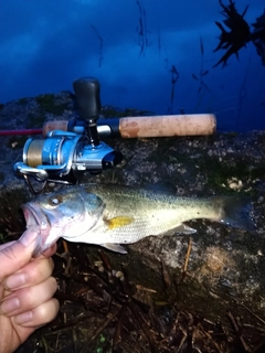 ラージマウスバスの釣果