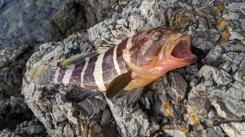 アオハタの釣果