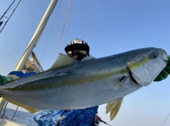 ハマチの釣果