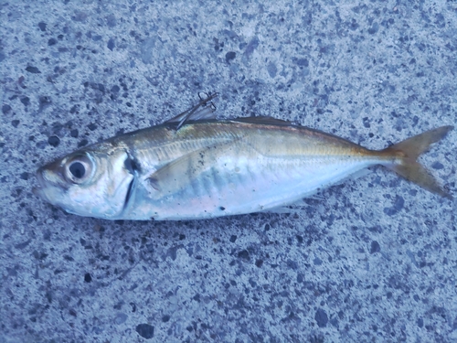 マアジの釣果