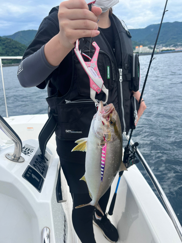 ショゴの釣果