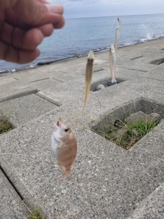 キスの釣果