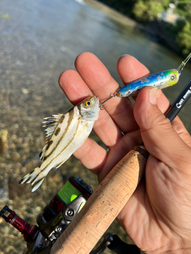 コトヒキの釣果